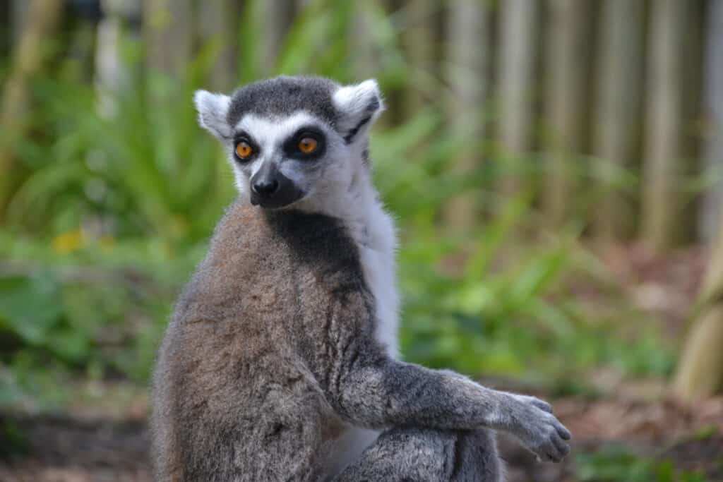 Lemur at Marwell Zoo