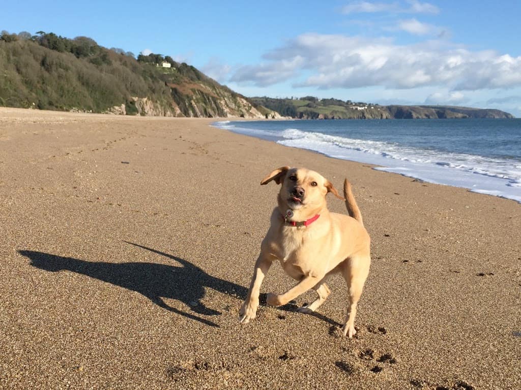 Tin Box Dog running on Street Gate beach on a sunny day