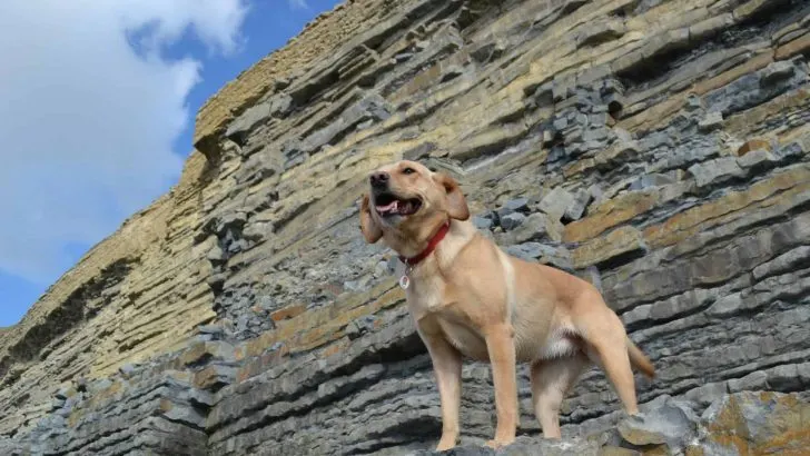 Tin Box Dog in front on the cliffs at Dunraven Bay