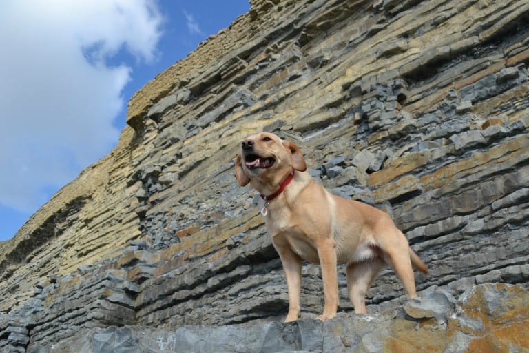 Tin Box Dog in front on the cliffs at Dunraven Bay