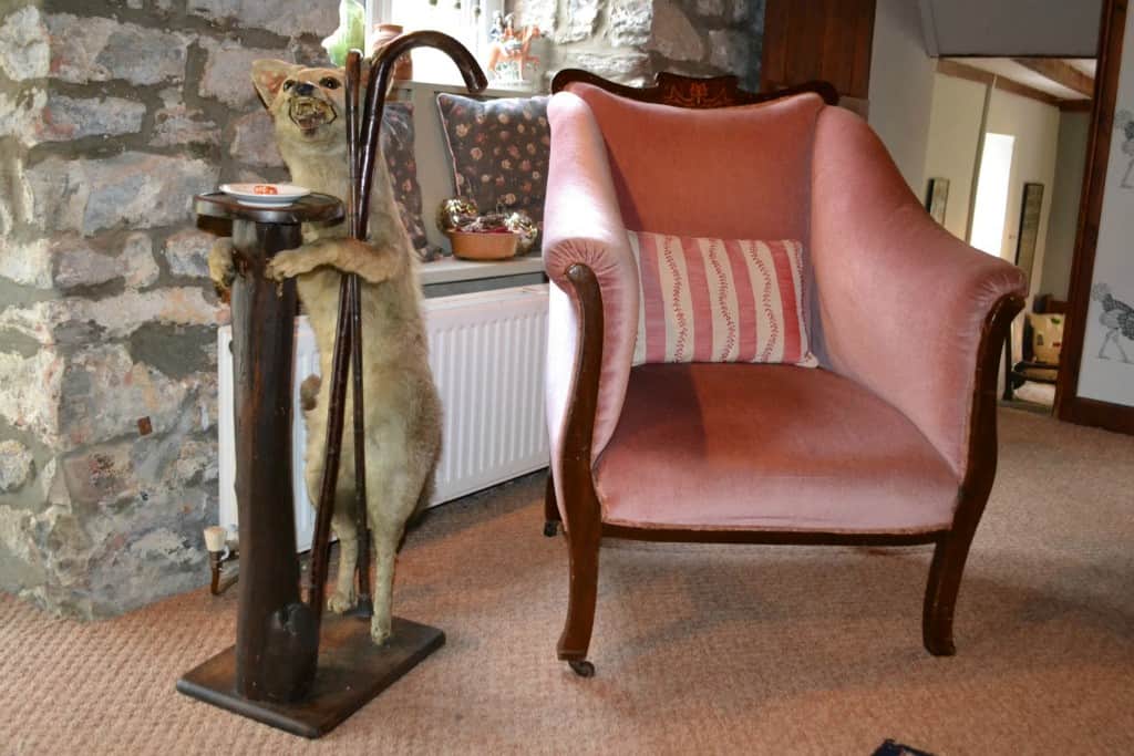 Mr Fox in guest sitting room at Warren Mill Farm