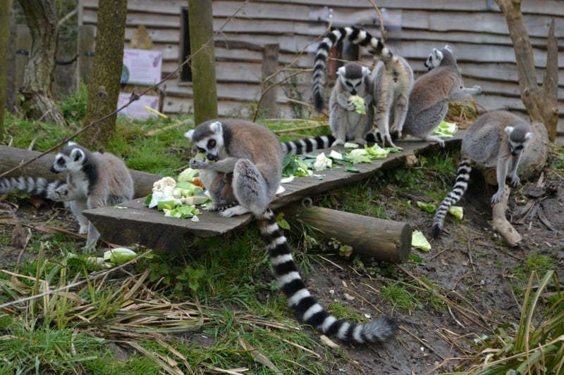 Lemurs and babies being fed at the Wild Place Project, Bristol