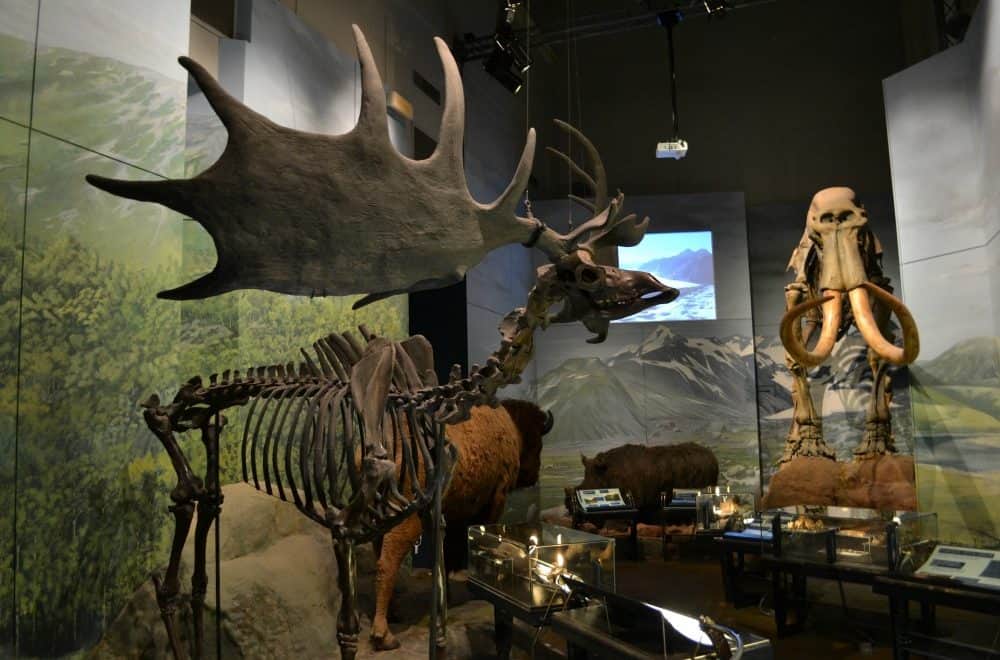 Prehistoric skeletons at the National Museum Cardiff - 5 Cardiff family attractions not to miss