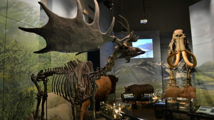 5 things to do in Cardiff with kids