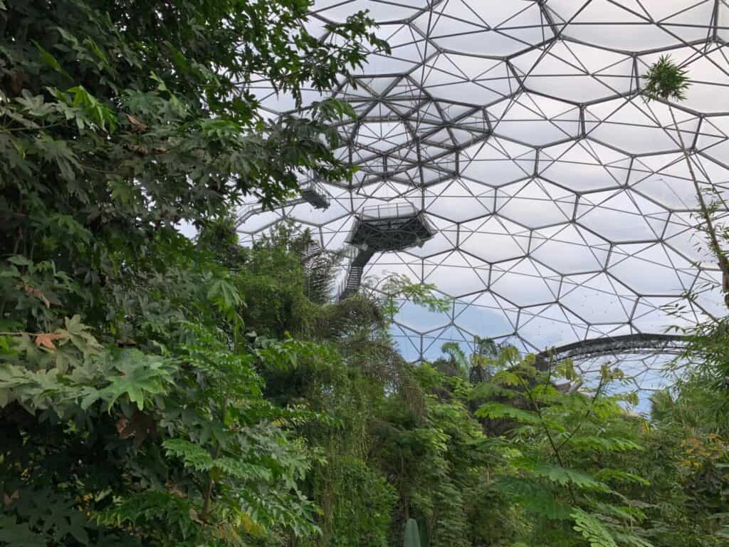 Lookout in Rainforest Biome