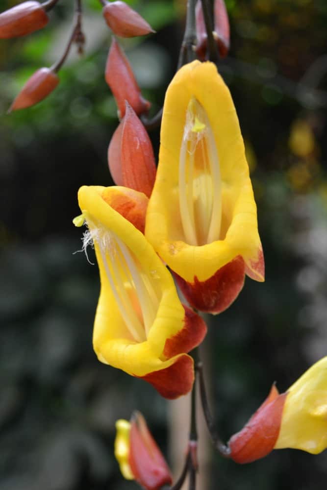 Tropical flowers in the Rainforest Biome - The Eden Project: a family day out in Cornwall