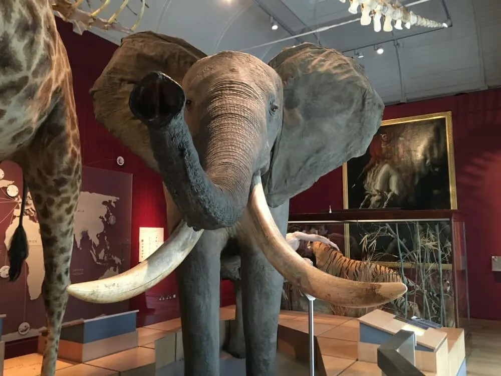 An elephant in the natural history section of RAMM in Exeter - great Devon family days out