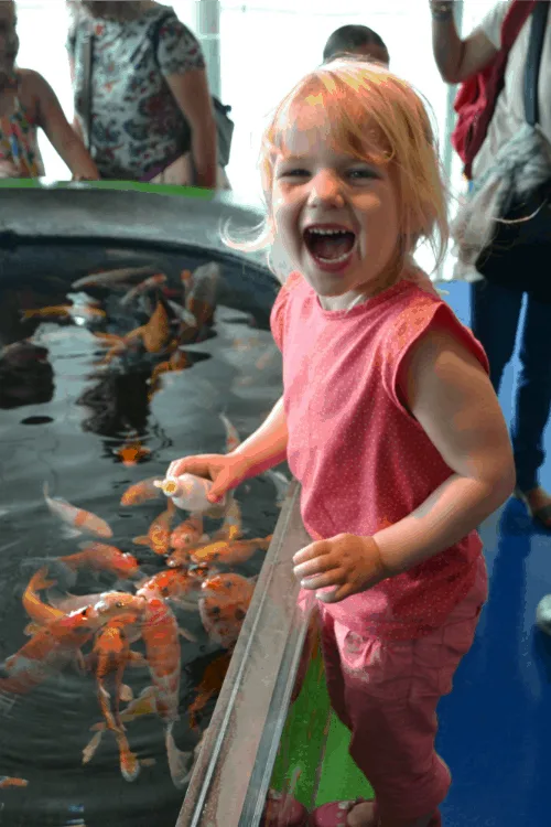 Tin Box Tot at squealing while feeding fish at L'Aquarium Barcelona - Barcelona with a buggy