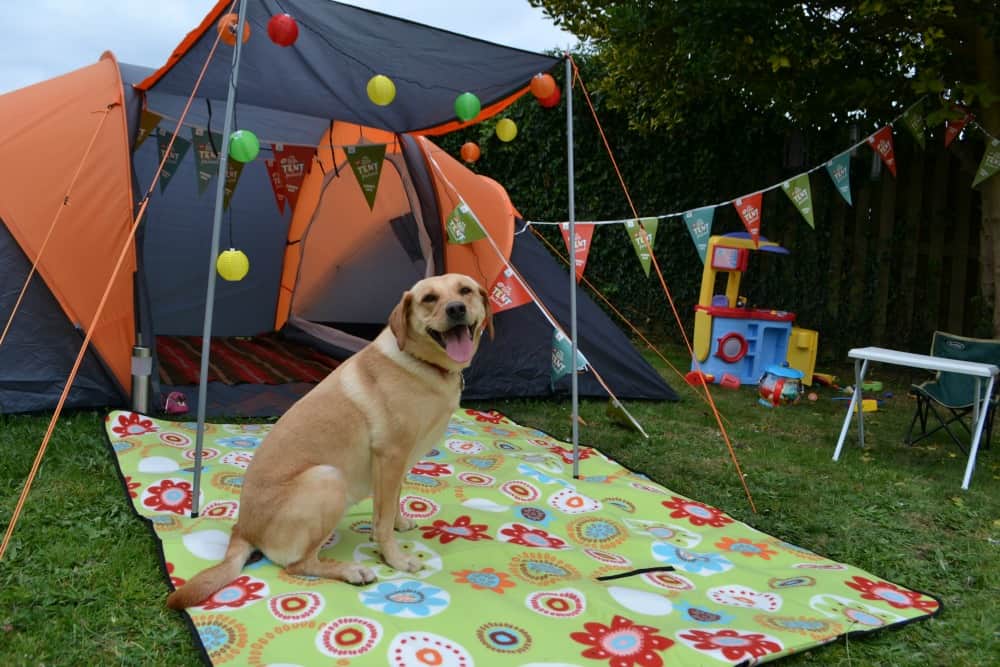 Tin Box Dog sat in front of tent - Big Little Tent Festival