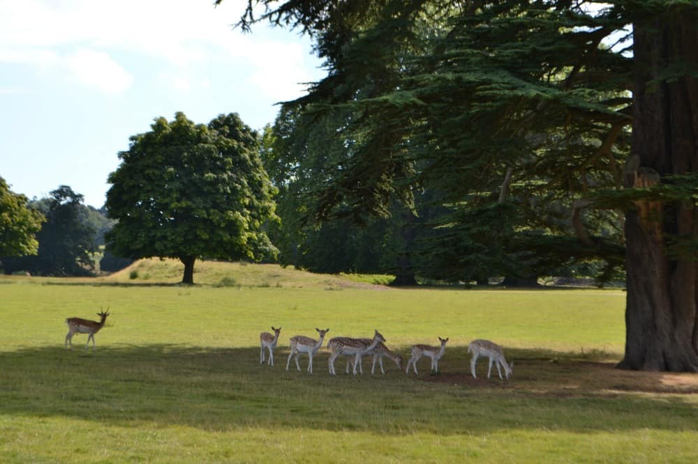 A group of fallow deer standing under a tree in the grounds of Powderham Castle