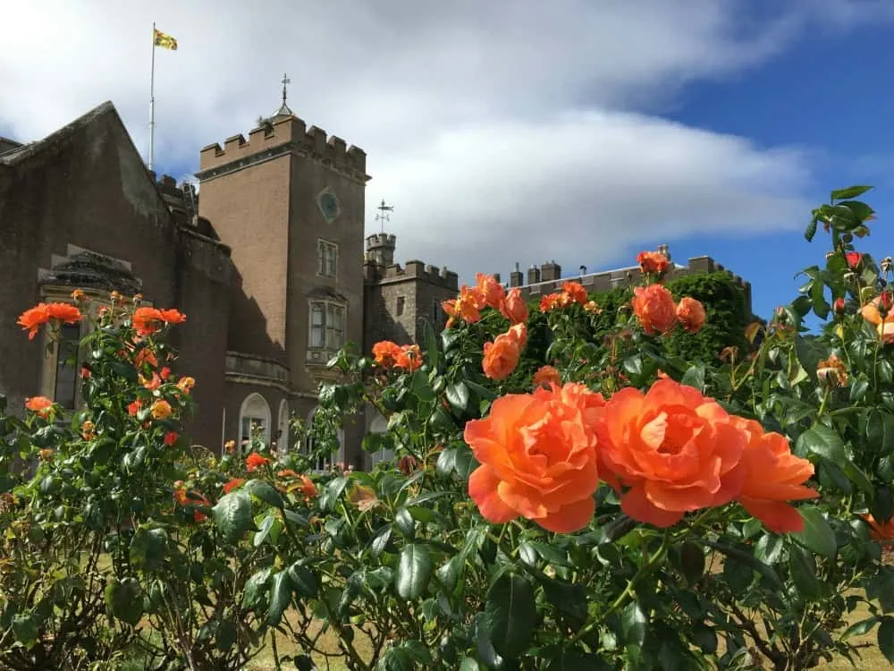 Roses in the garden at Powderham Castle