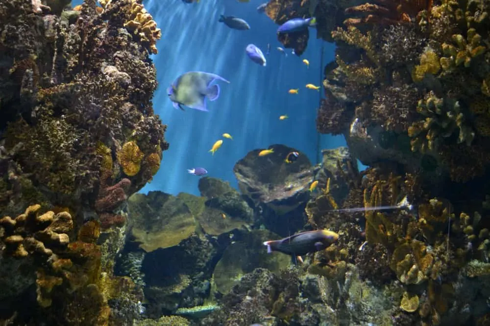 Coral tank at L'Aquarium de Barcelona - Barcelona with kids