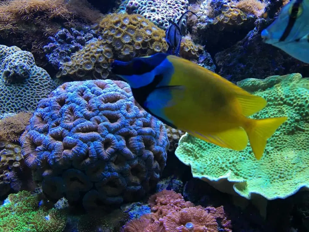 Dory at L'Aquarium de Barcelona - Barcelona with kids