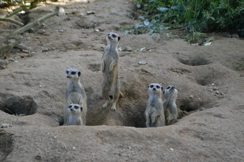 Meerkats at Newquay Zoo - Cornwall with kids: outdoor family attractions