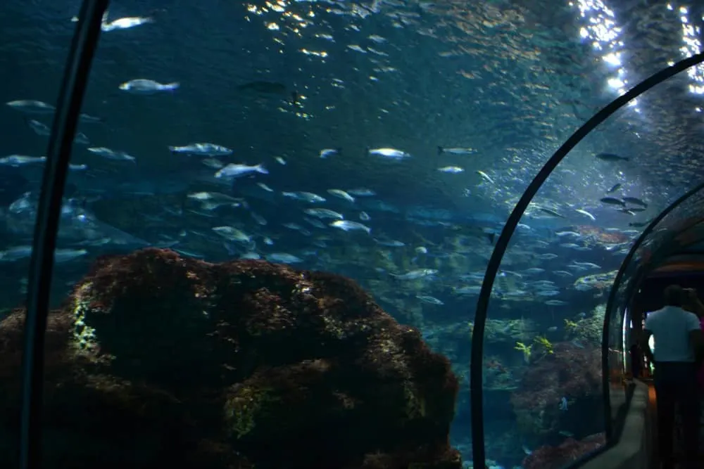 Oceanarium tunnel at L'Aquarium de Barcelona - Barcelona with kids
