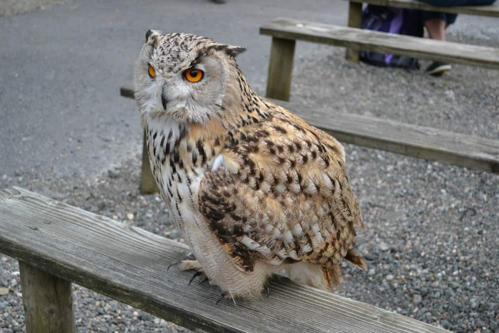 Owl at Woodlands Family Theme Park