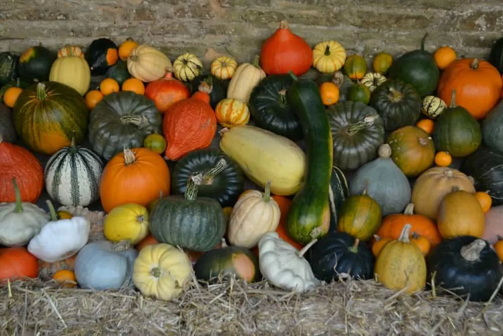 Pumpkins at Lost Gardens of Heligan - Cornwall with kids: outdoor family attractions