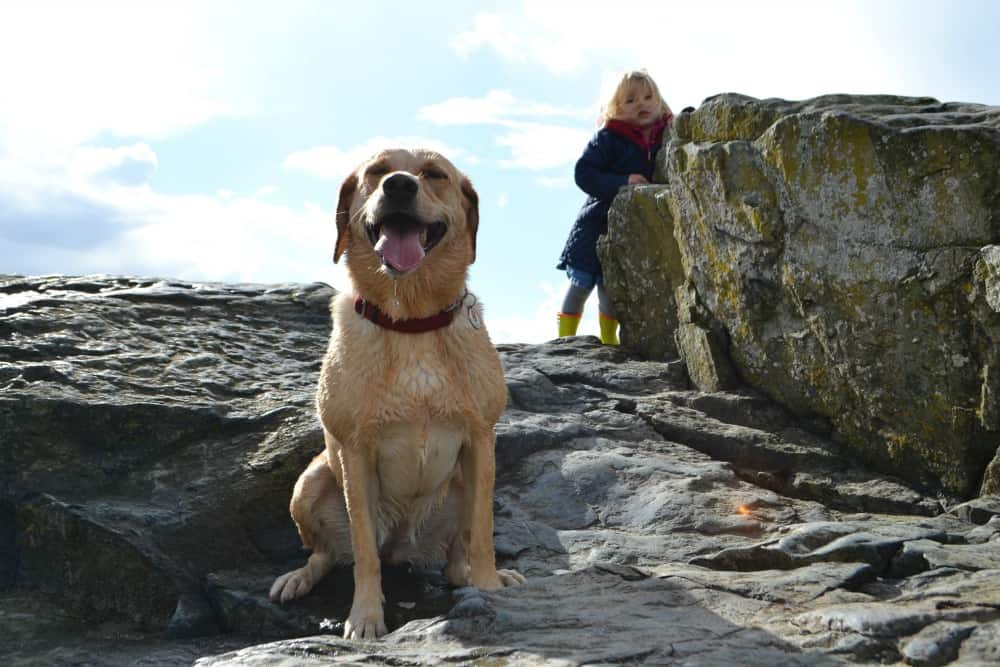 Tin Box Dog sat on rocks - Dog-friendly Cornwall with kids