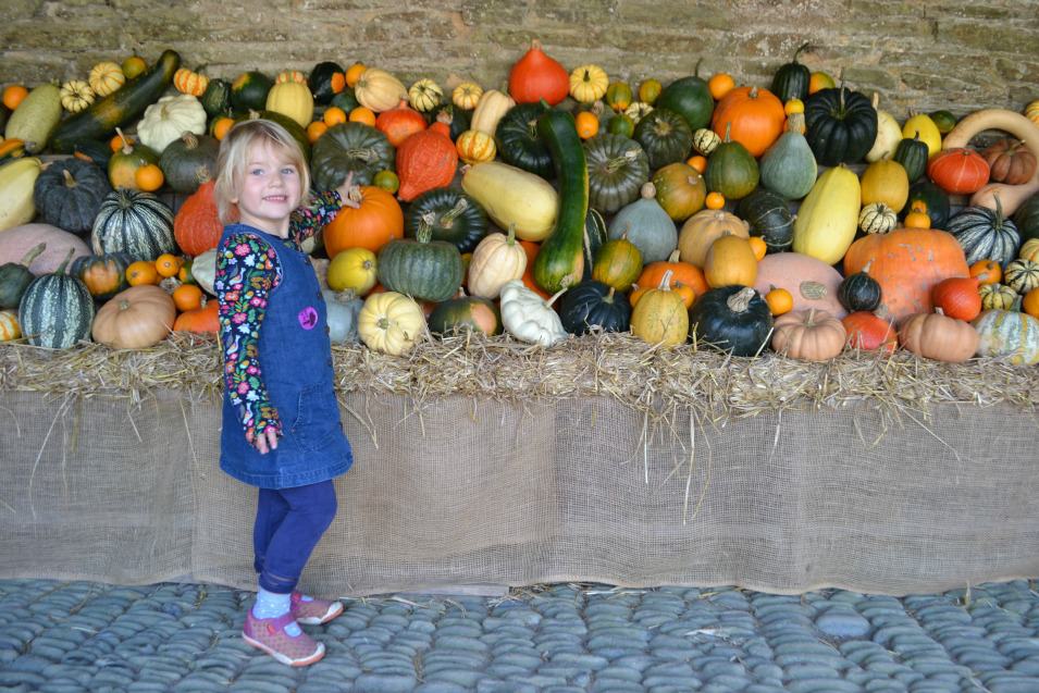 Tin Box Tot looking at pumpkins at The Lost Gardens of Heligan
