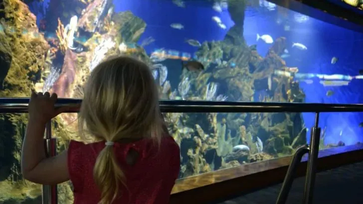 Barcelona with kids: L’Aquarium de Barcelona review