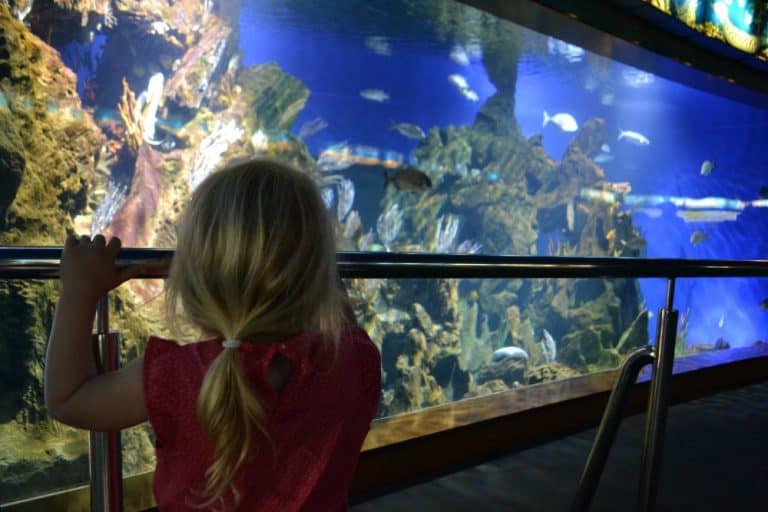 Tin Box Tot looking at a large fiats tank at L'Aquarium de Barcelona - Barcelona with kids