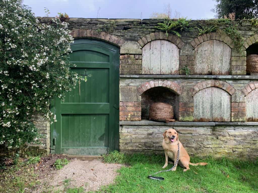 Tin Box Dog sat in front of bee hive wall at Lost Gardens of Heligan