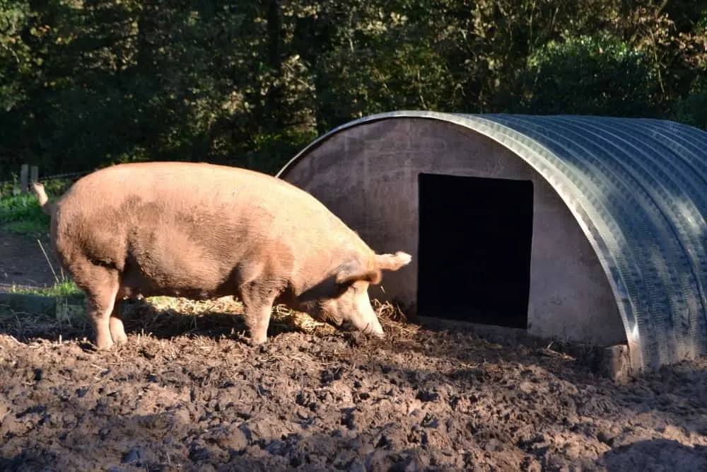 Pig Sty at The Lost Gardens of Heligan - Heligan with children
