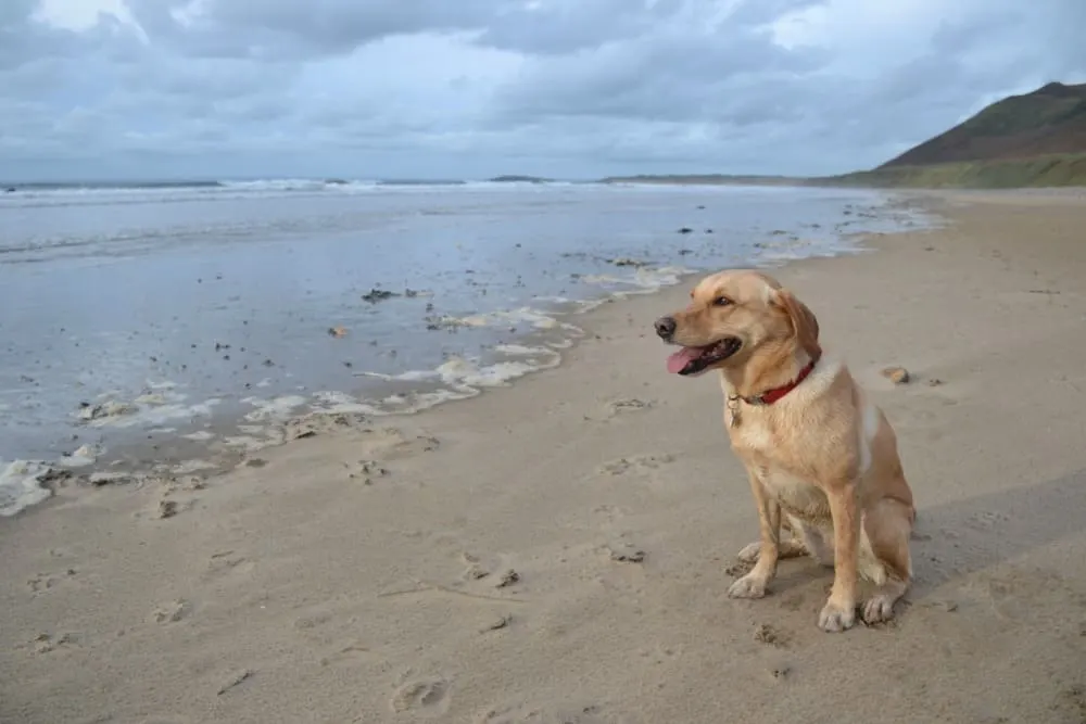 Tin Box Dog on Rhossili beach - keep your dog happy this winter