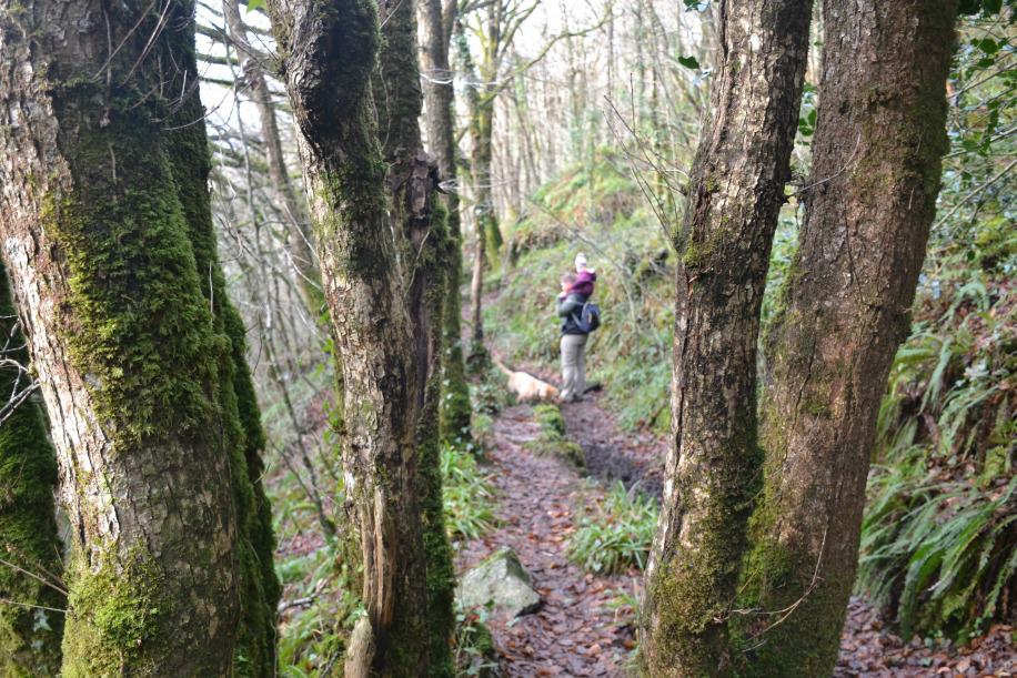 Woodland at Golitha - - Stunning walks on Bodmin Moor for active families