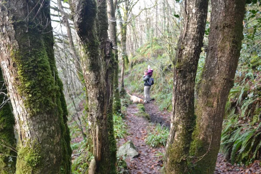 Woodland at Golitha - - Stunning walks on Bodmin Moor for active families
