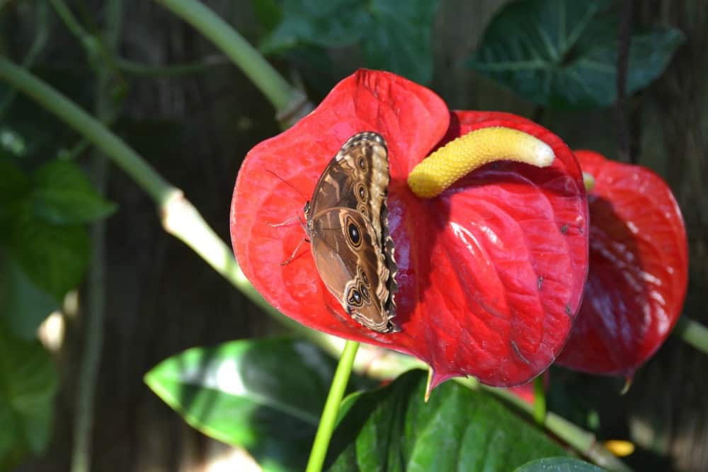 Butterfly on flower - butterflies at RHS Wisley