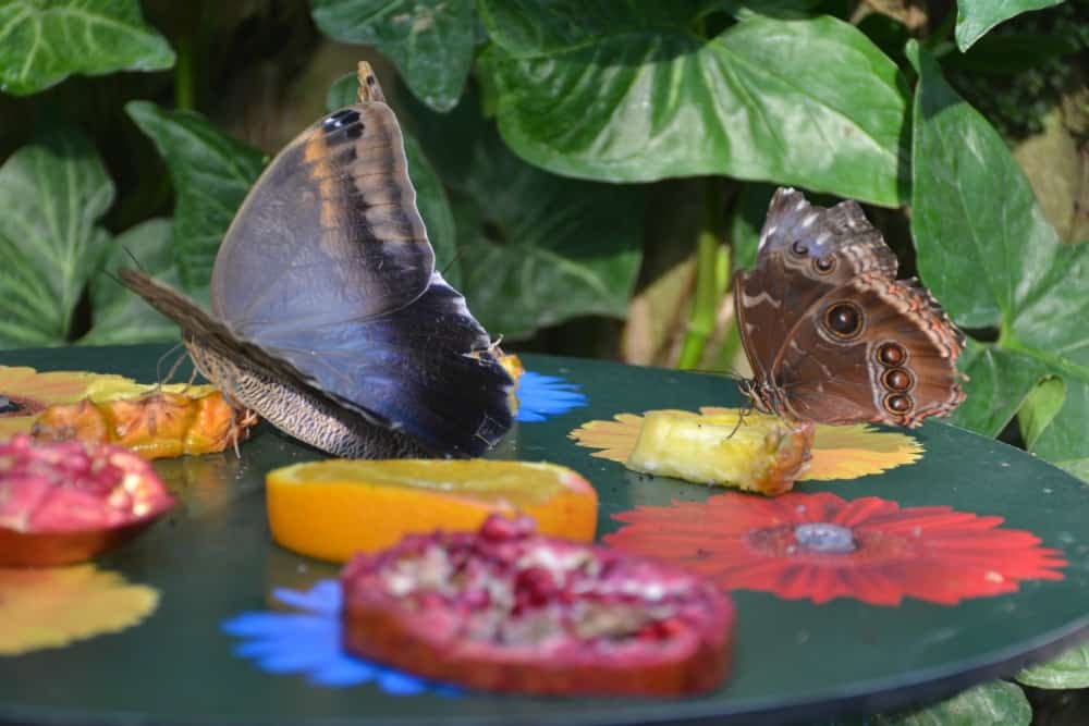 Butterfly on fruit - butterflies at RHS Wisley