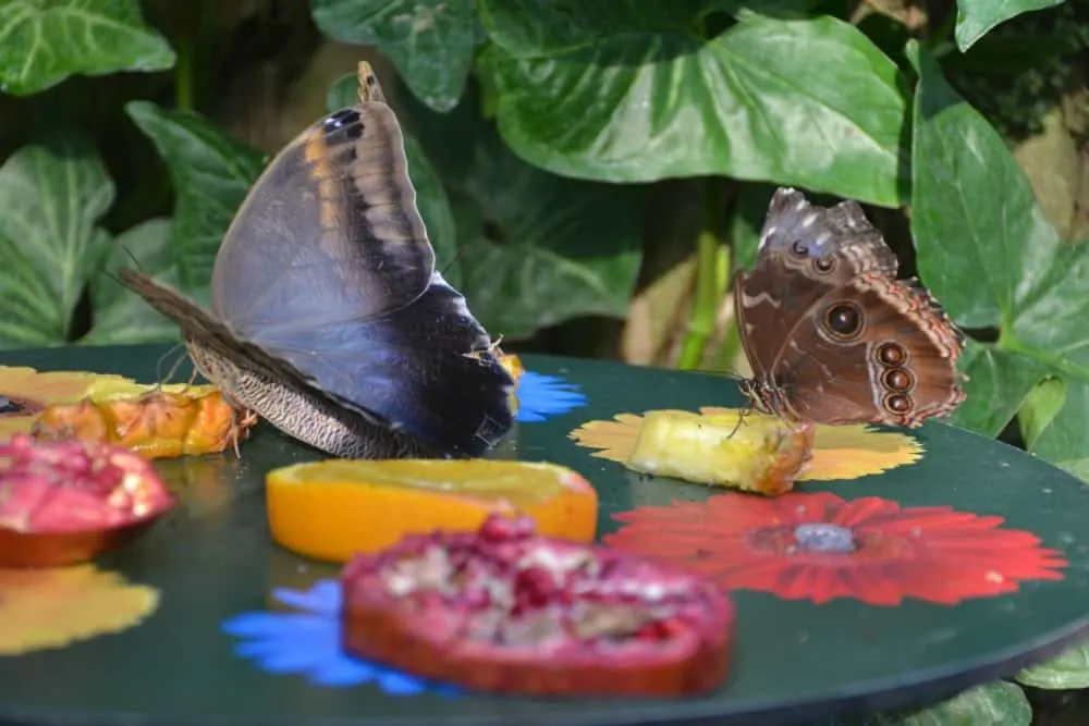 Butterfly on fruit - butterflies at RHS Wisley