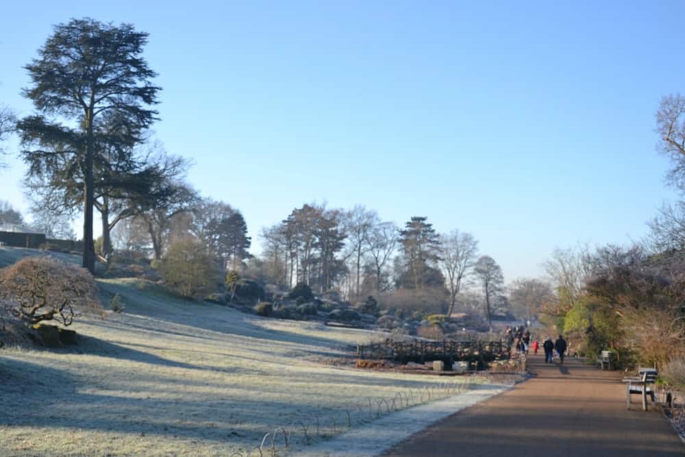 Frosty grounds - butterflies at RHS Wisley