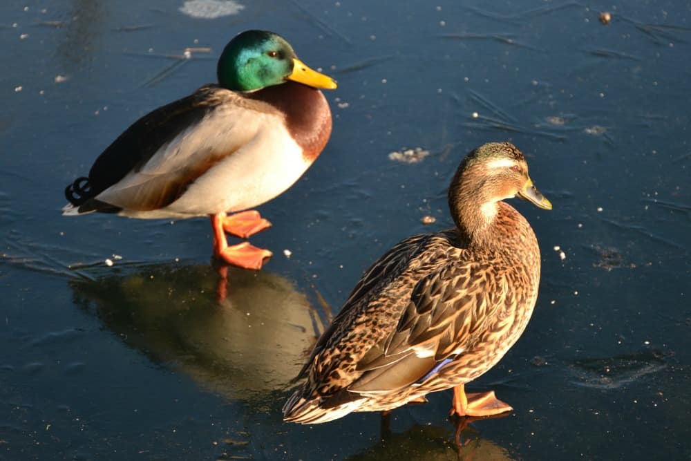 Ducks on frozen pond - butterflies at RHS Wisley