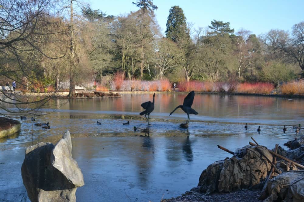 Frozen lake - butterflies at RHS Wisley