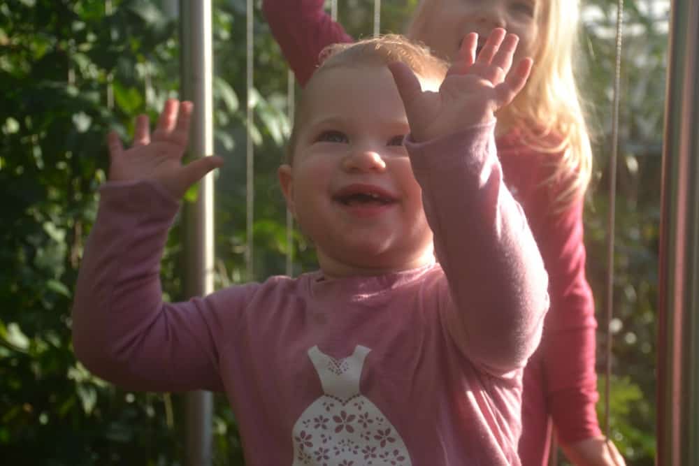 Tin Box Baby in Glasshouse - butterflies at RHS Wisley