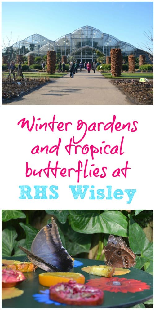A visit to RHS Wisley in Surrey to see the butterfly event in the Glasshouse