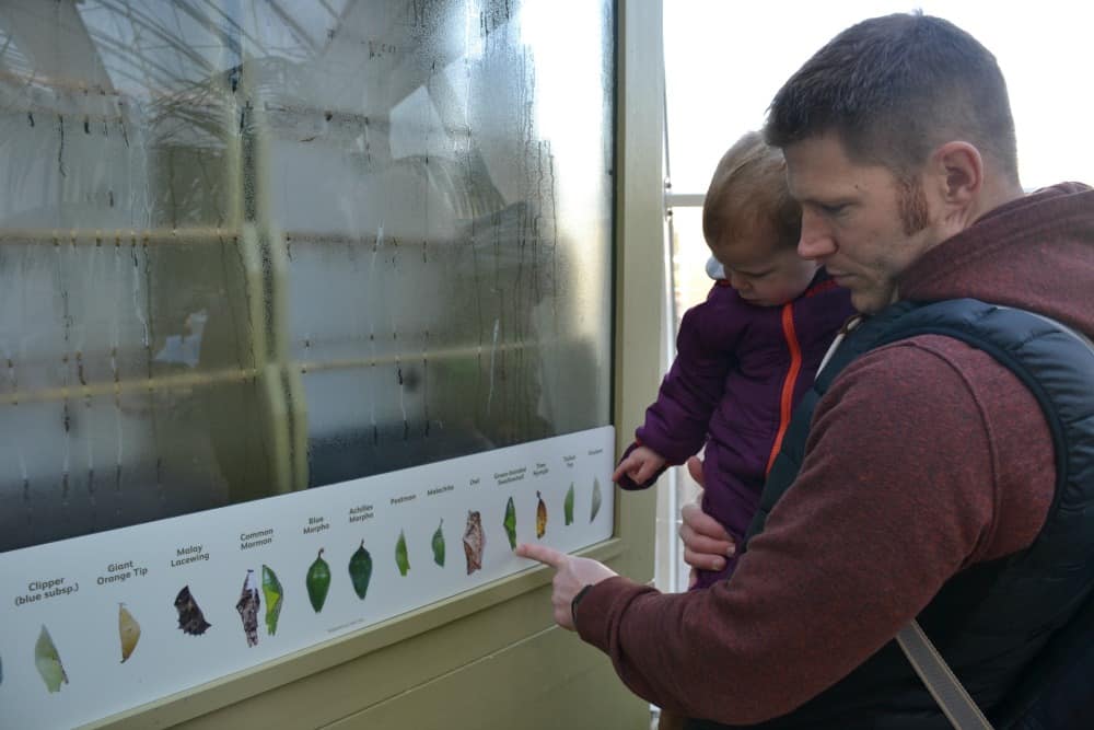 Looking at butterfly chrysalis - butterflies at RHS Wisley