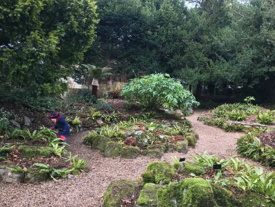 The fernery at Kingston Lacy - Grounds at obelisk - First signs of Spring at Kingston Lacy National Trust