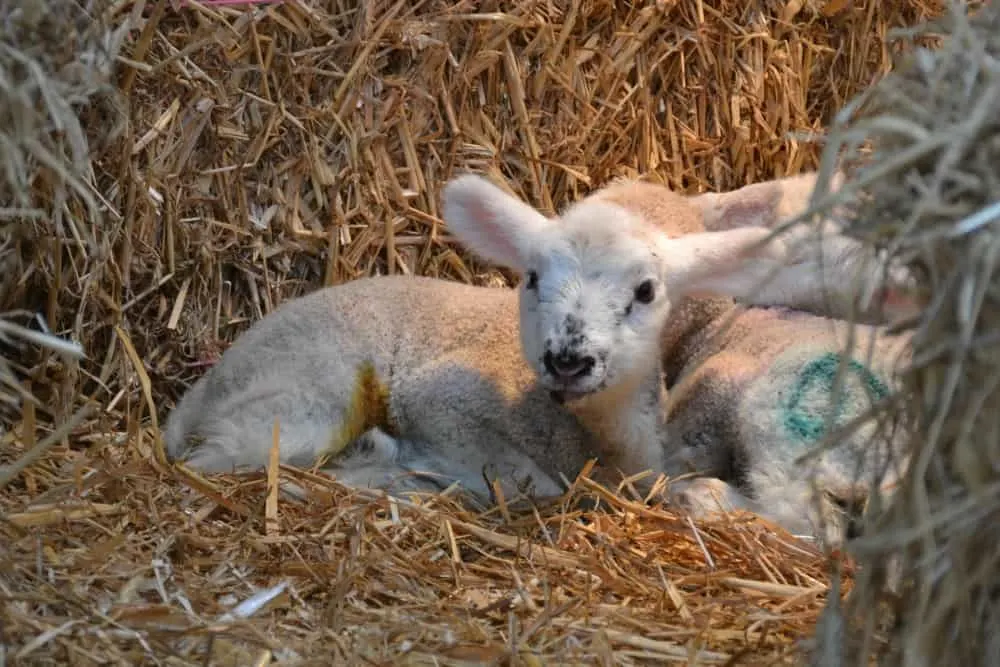 Lamb - Avon Valley Adventure & Wildlife Park
