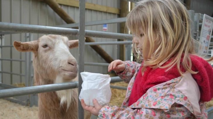 Tin Box Tot feeding goat at Avon Valley Adventure & Wildlife Park
