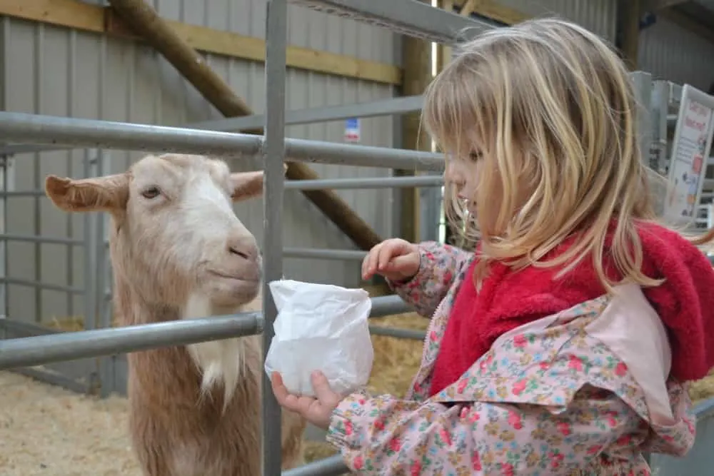 Tin Box Tot feeding goat at Avon Valley Adventure & Wildlife Park