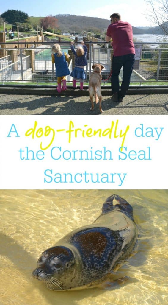 A dog-friendly day at the Cornish Seal Sanctuary in Gweek, Cornwall. What there is for families to do at this conservation attraction that rescues 40 to 50 seals each year