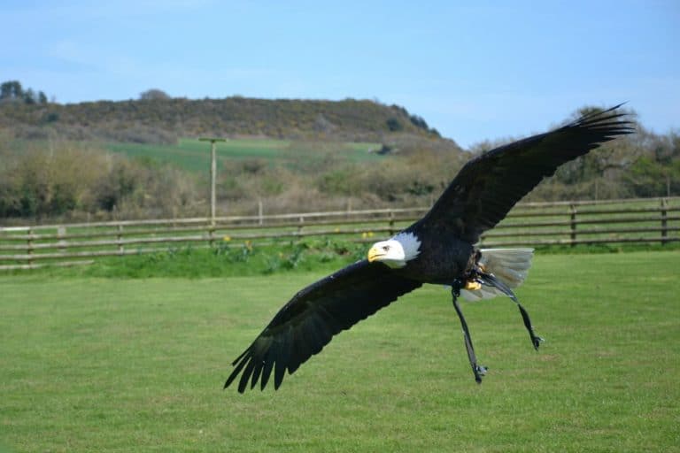 Bald Headed Eagle at World of Country Life