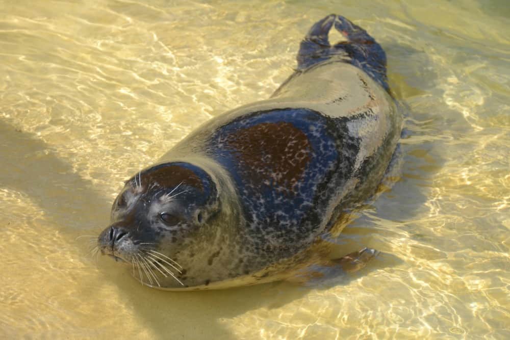 Common seal: dog-friendly day the Cornish Seal Sanctuary