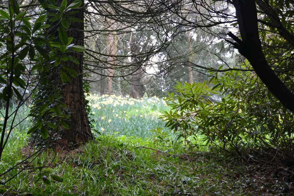 Daffodils in the woods at Wildwood Escot a Devon day out