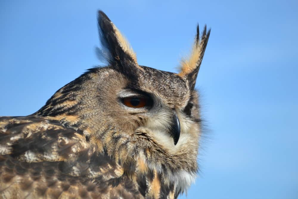 Eagle Owl at World of Country Life