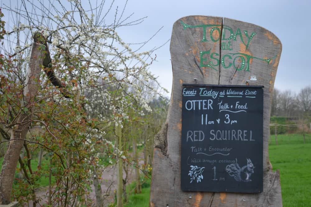 Feeding times at Wildwood Escot a Devon day out