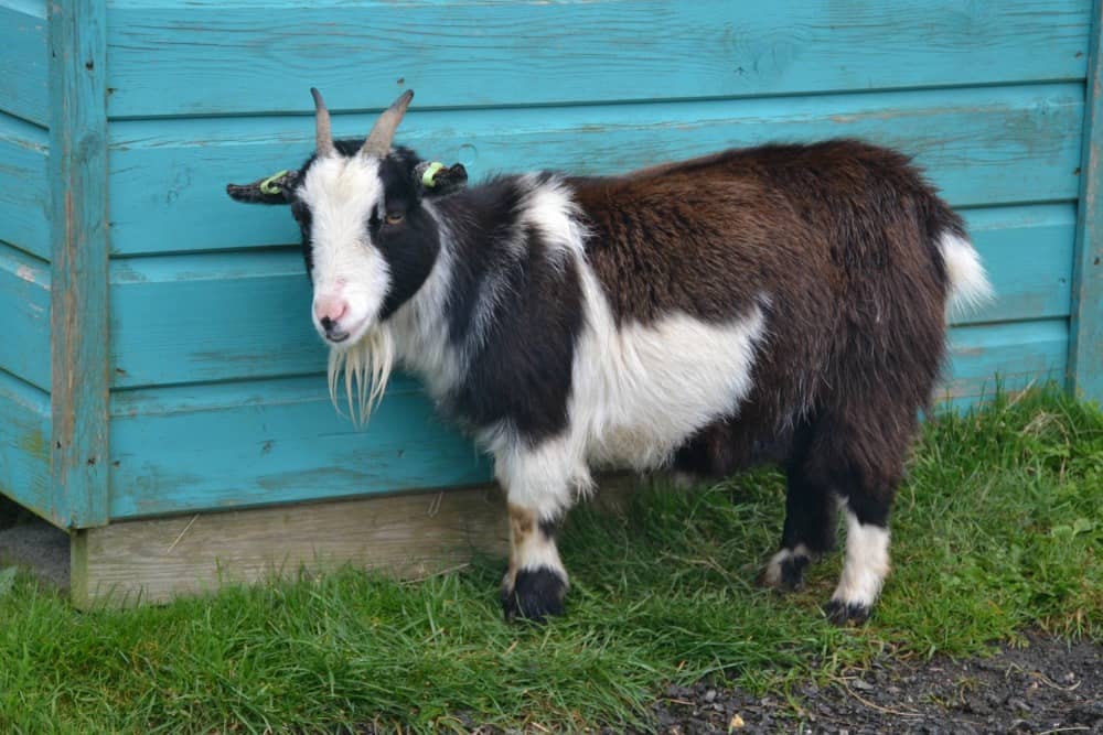 Goat at farm at Woodlands